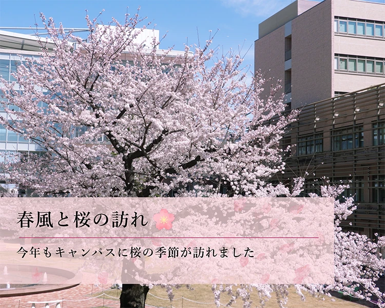 春風と桜の訪れ。今年もキャンパスに桜の季節が訪れました